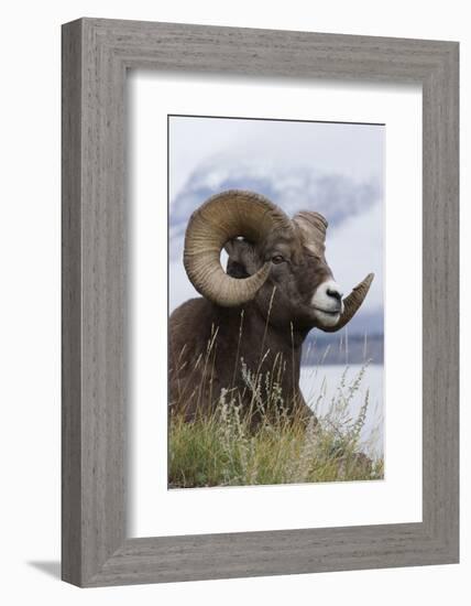 Bighorn Sheep Ram-Ken Archer-Framed Photographic Print