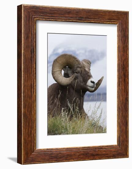 Bighorn Sheep Ram-Ken Archer-Framed Photographic Print