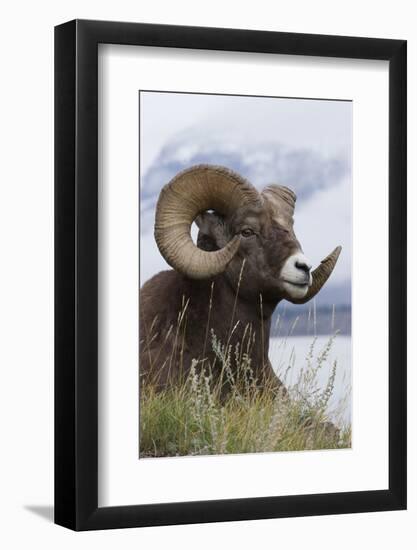 Bighorn Sheep Ram-Ken Archer-Framed Photographic Print