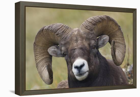 Bighorn sheep ram-Ken Archer-Framed Premier Image Canvas