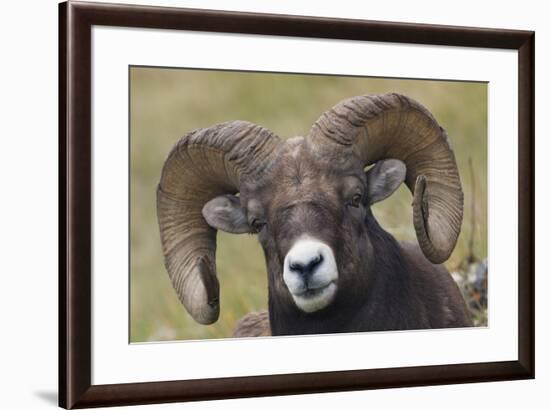 Bighorn sheep ram-Ken Archer-Framed Premium Photographic Print