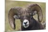 Bighorn sheep ram-Ken Archer-Mounted Premium Photographic Print