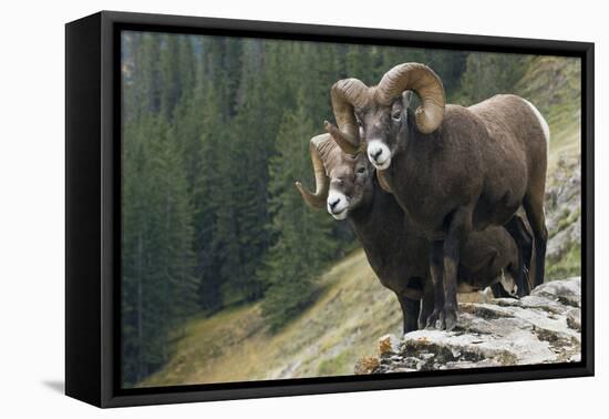 Bighorn sheep rams-Ken Archer-Framed Premier Image Canvas