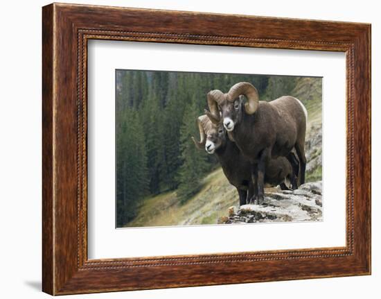 Bighorn sheep rams-Ken Archer-Framed Photographic Print