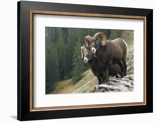 Bighorn sheep rams-Ken Archer-Framed Photographic Print