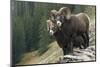Bighorn sheep rams-Ken Archer-Mounted Photographic Print