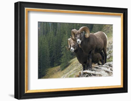 Bighorn sheep rams-Ken Archer-Framed Photographic Print