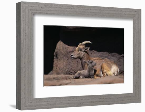 Bighorn Sheep with Offspring-DLILLC-Framed Photographic Print