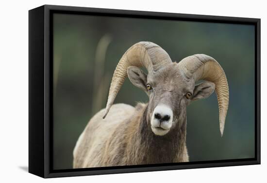 Bighorn Sheep-DLILLC-Framed Premier Image Canvas