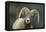 Bighorn Sheep-DLILLC-Framed Premier Image Canvas