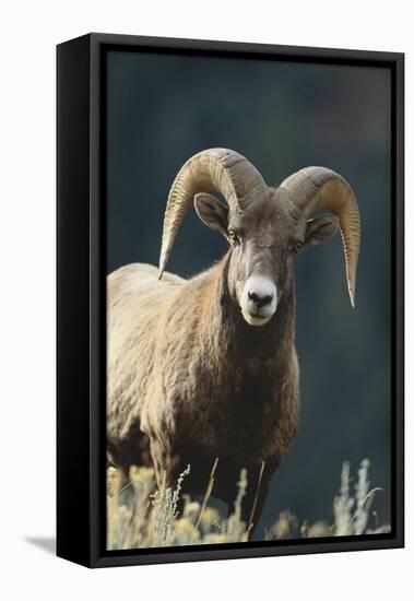 Bighorn Sheep-DLILLC-Framed Premier Image Canvas