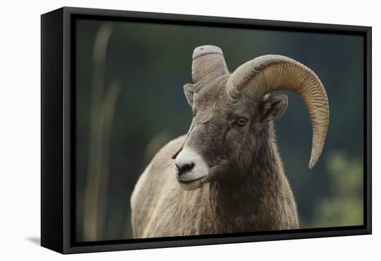 Bighorn Sheep-DLILLC-Framed Premier Image Canvas