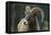 Bighorn Sheep-DLILLC-Framed Premier Image Canvas