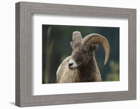 Bighorn Sheep-DLILLC-Framed Photographic Print