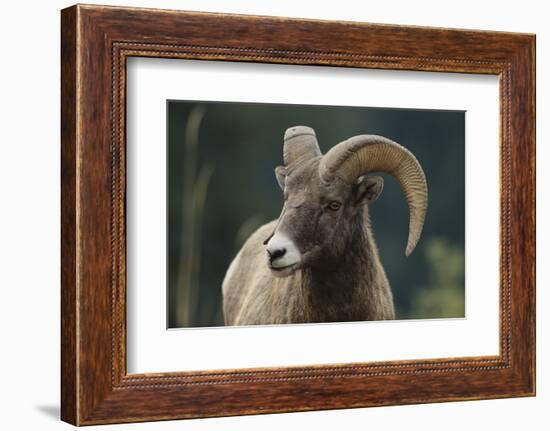 Bighorn Sheep-DLILLC-Framed Photographic Print