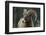 Bighorn Sheep-DLILLC-Framed Photographic Print