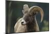 Bighorn Sheep-DLILLC-Mounted Photographic Print