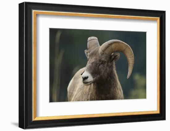 Bighorn Sheep-DLILLC-Framed Photographic Print