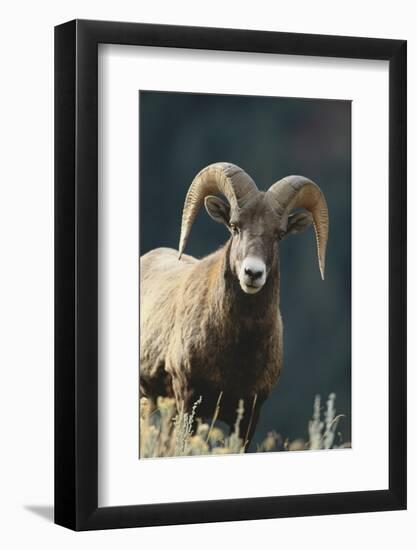 Bighorn Sheep-DLILLC-Framed Photographic Print