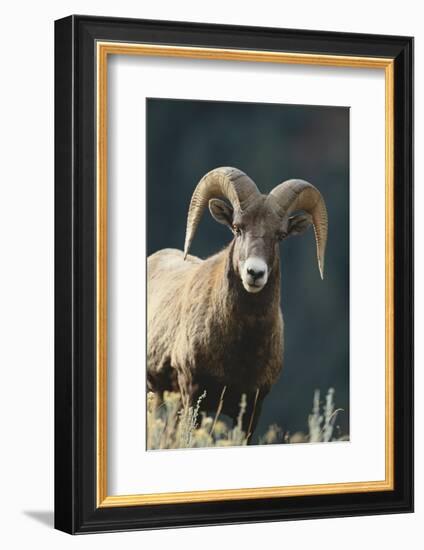 Bighorn Sheep-DLILLC-Framed Photographic Print