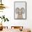Bighorn Sheep-Annie Bailey Art-Framed Stretched Canvas displayed on a wall