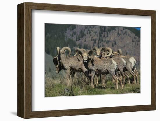 Bighorn sheep.-Richard Wright-Framed Photographic Print