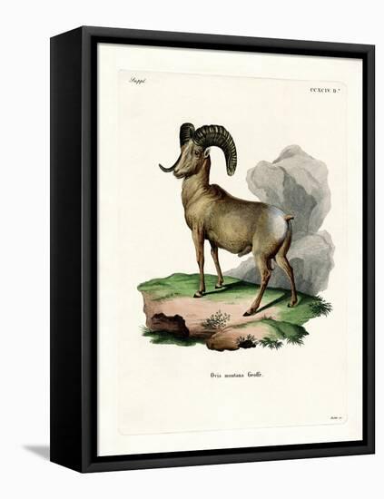 Bighorn Sheep-null-Framed Premier Image Canvas