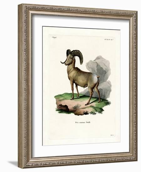 Bighorn Sheep-null-Framed Giclee Print