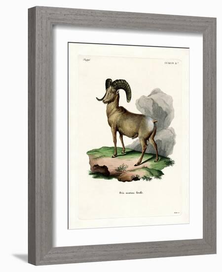 Bighorn Sheep-null-Framed Giclee Print