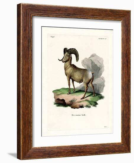 Bighorn Sheep-null-Framed Giclee Print