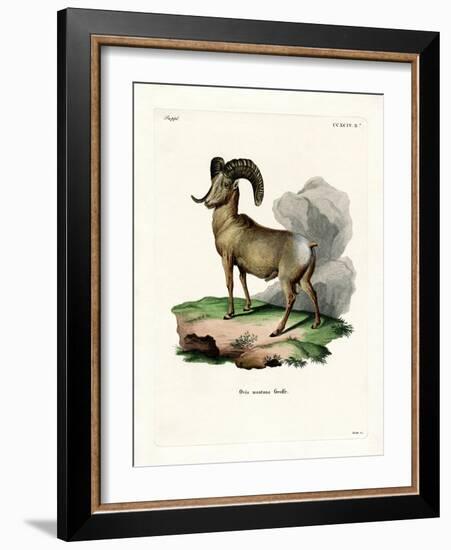 Bighorn Sheep-null-Framed Giclee Print