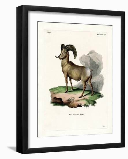 Bighorn Sheep-null-Framed Giclee Print