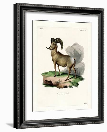 Bighorn Sheep-null-Framed Giclee Print