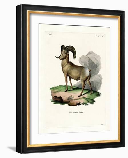 Bighorn Sheep-null-Framed Giclee Print