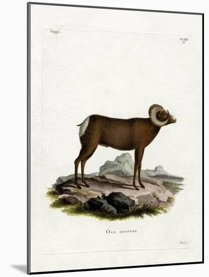 Bighorn Sheep-null-Mounted Giclee Print