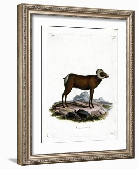 Bighorn Sheep-null-Framed Giclee Print