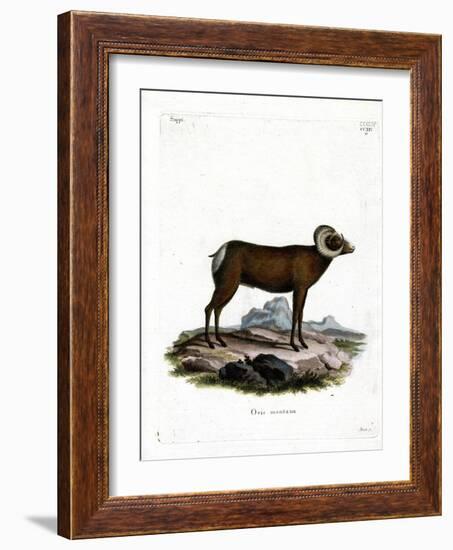 Bighorn Sheep-null-Framed Giclee Print