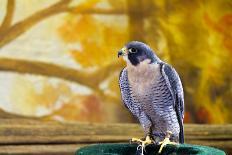 Peregrine Falcon-bigjohn36-Photographic Print