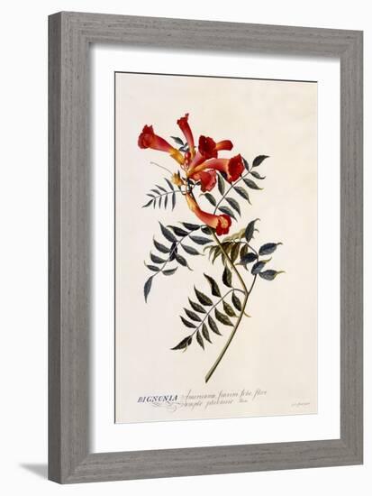 Bignonia Americana, C.1743-Georg Dionysius Ehret-Framed Giclee Print