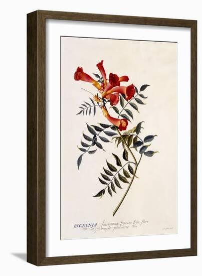 Bignonia Americana, C.1743-Georg Dionysius Ehret-Framed Giclee Print