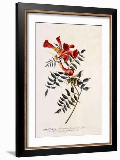 Bignonia Americana, C.1743-Georg Dionysius Ehret-Framed Giclee Print