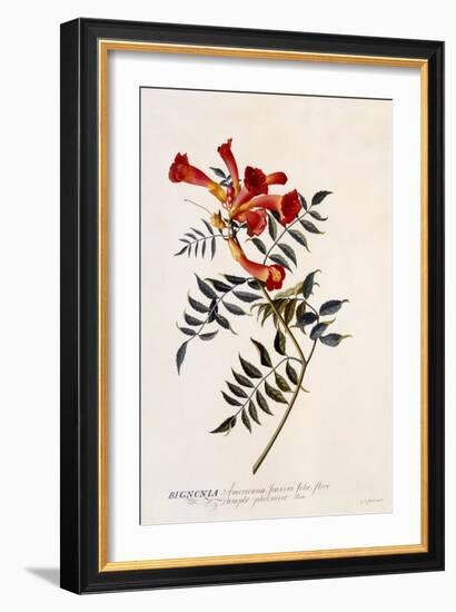 Bignonia Americana, C.1743-Georg Dionysius Ehret-Framed Giclee Print