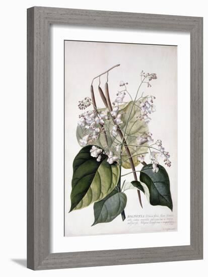 Bignonia by Georg Dionysius Ehret-Georg Dionysius Ehret-Framed Giclee Print