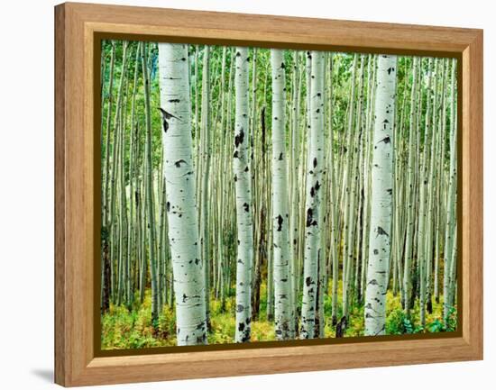 Bigtooth Aspen Trees in White River National Forest near Aspen, Colorado, USA-Tom Haseltine-Framed Premier Image Canvas