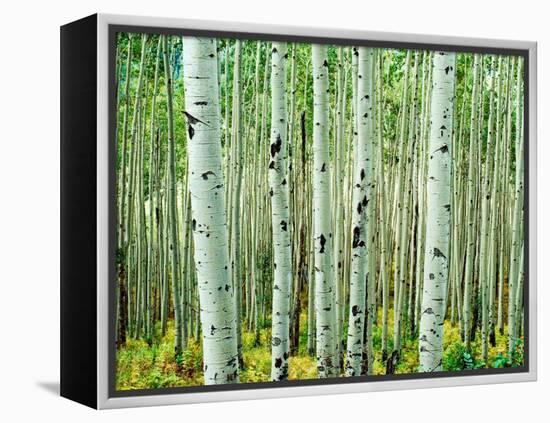 Bigtooth Aspen Trees in White River National Forest near Aspen, Colorado, USA-Tom Haseltine-Framed Premier Image Canvas