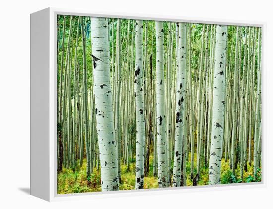 Bigtooth Aspen Trees in White River National Forest near Aspen, Colorado, USA-Tom Haseltine-Framed Premier Image Canvas