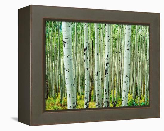 Bigtooth Aspen Trees in White River National Forest near Aspen, Colorado, USA-Tom Haseltine-Framed Premier Image Canvas