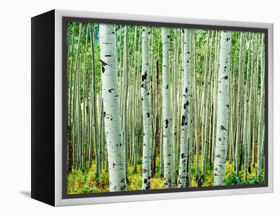 Bigtooth Aspen Trees in White River National Forest near Aspen, Colorado, USA-Tom Haseltine-Framed Premier Image Canvas