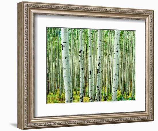 Bigtooth Aspen Trees in White River National Forest near Aspen, Colorado, USA-Tom Haseltine-Framed Photographic Print