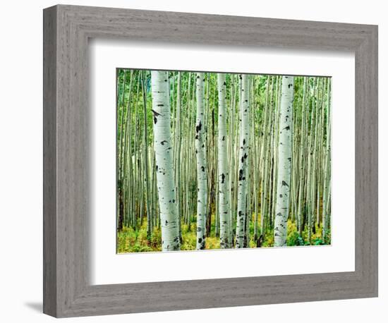 Bigtooth Aspen Trees in White River National Forest near Aspen, Colorado, USA-Tom Haseltine-Framed Photographic Print